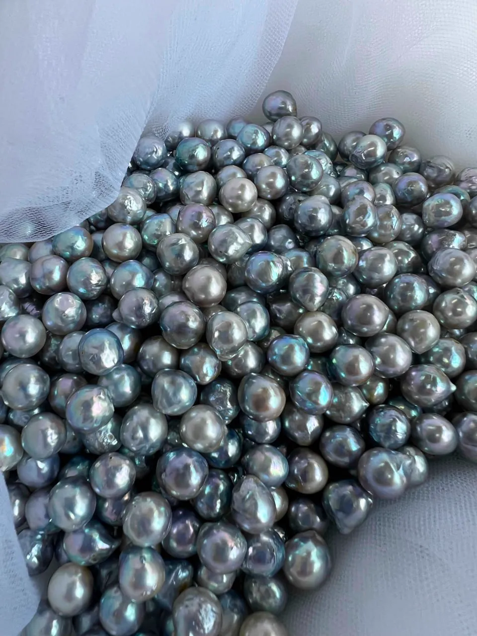 Loose silvery Akoya pearls with iridescent overtone